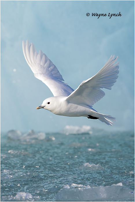 Ivory Gull (Endangered Species) 111 by Dr. Wayne Lynch &copy;